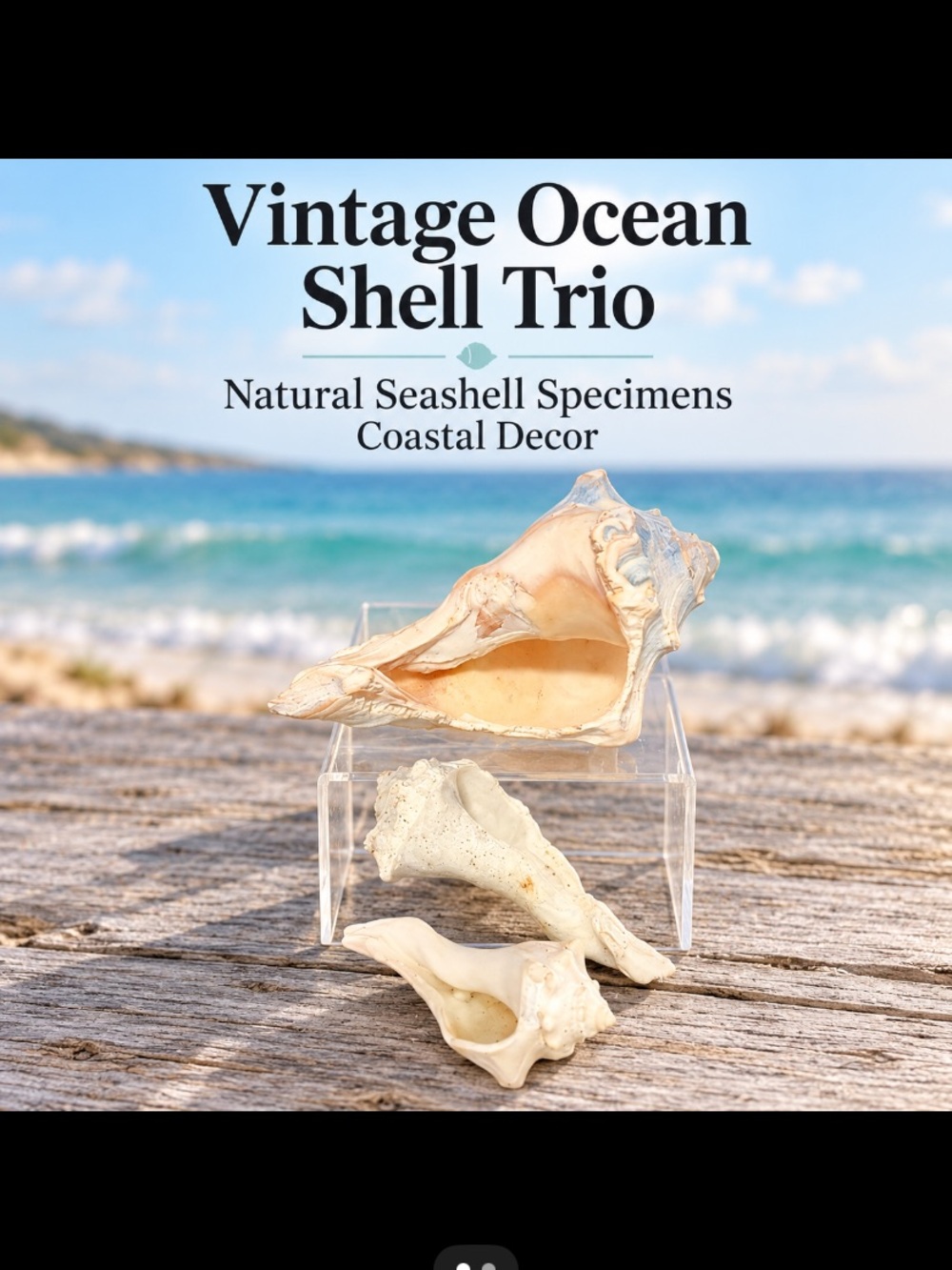 Vintage Ocean Shell Trio | Natural Seashell Specimens | Coastal Decor